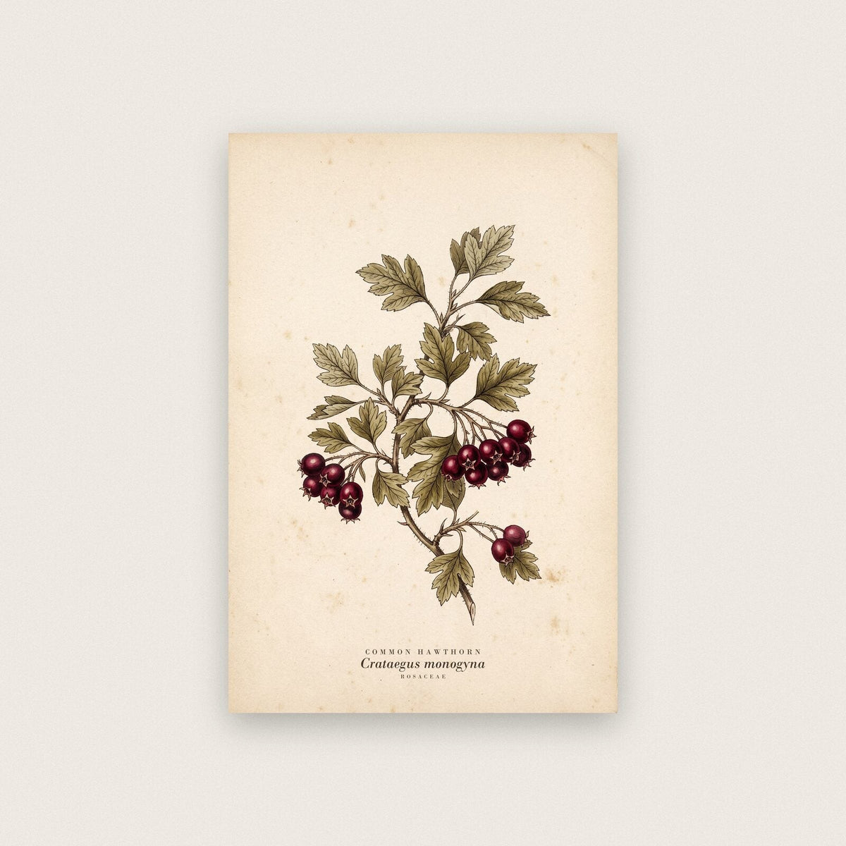 Common Hawthorn Herbarium Botanical Art Print