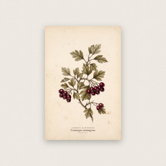 Common Hawthorn Herbarium Botanical Art Print