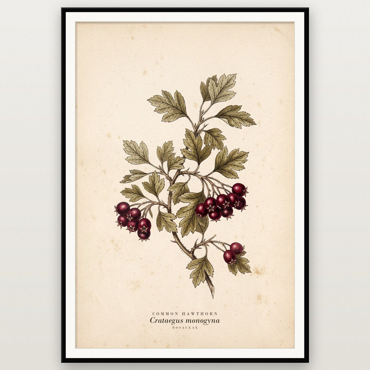 Common Hawthorn Herbarium Botanical Art Print