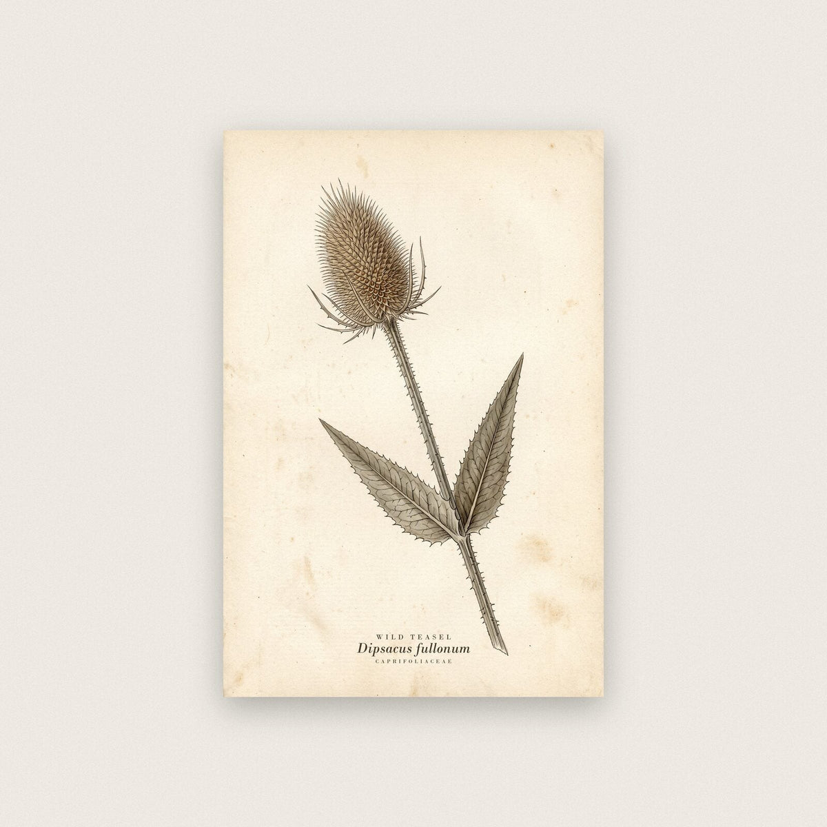 Wild Teasel Herbarium Botanical Art Print