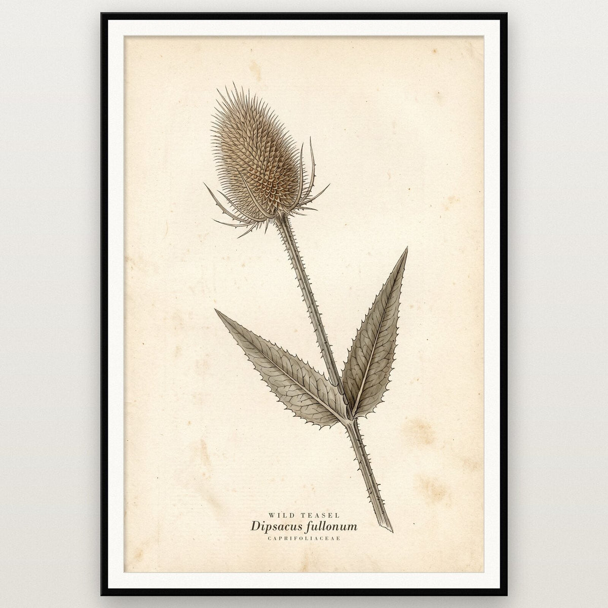 Wild Teasel Herbarium Botanical Art Print