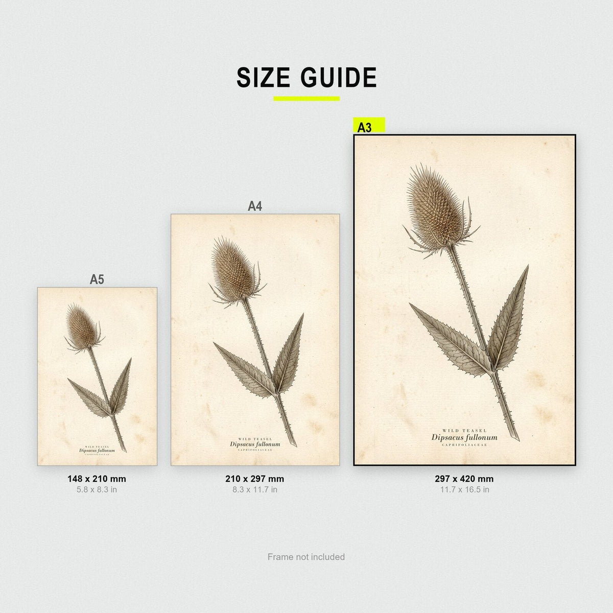Wild Teasel Herbarium Botanical Art Print