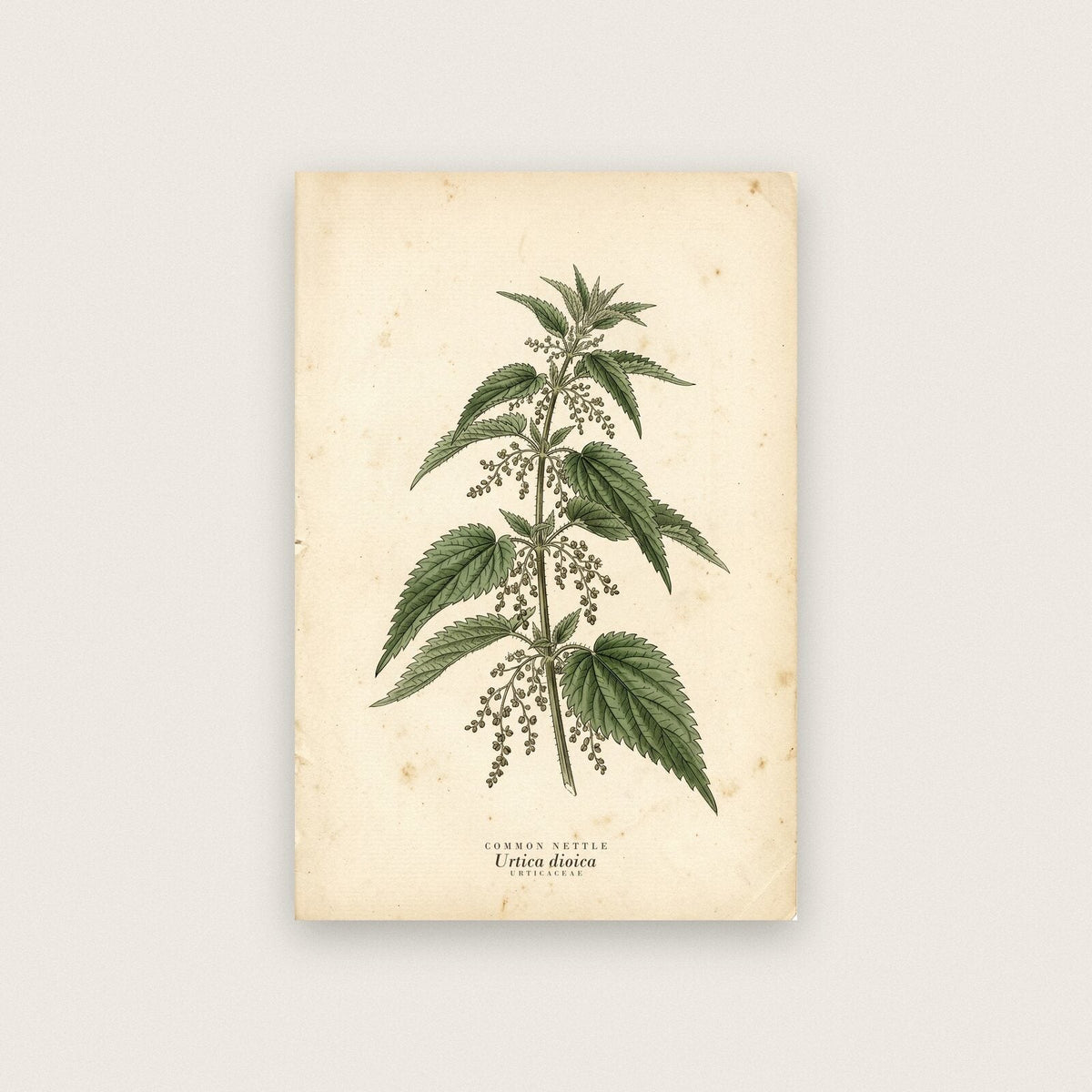 Common Nettle Herbarium Botanical Art Print