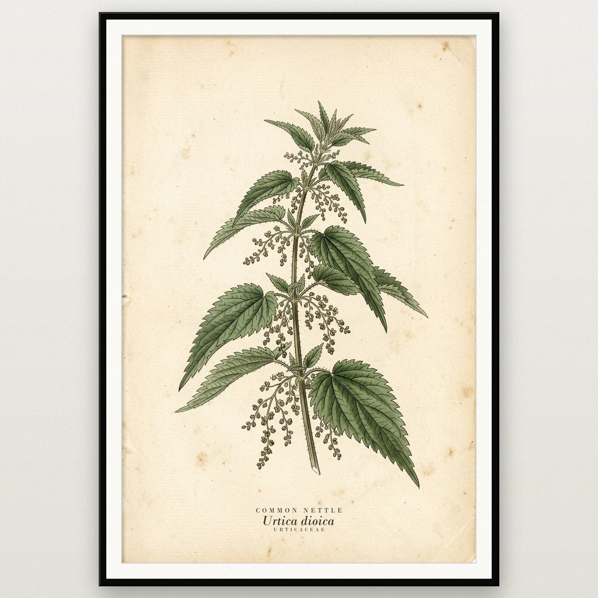 Common Nettle Herbarium Botanical Art Print