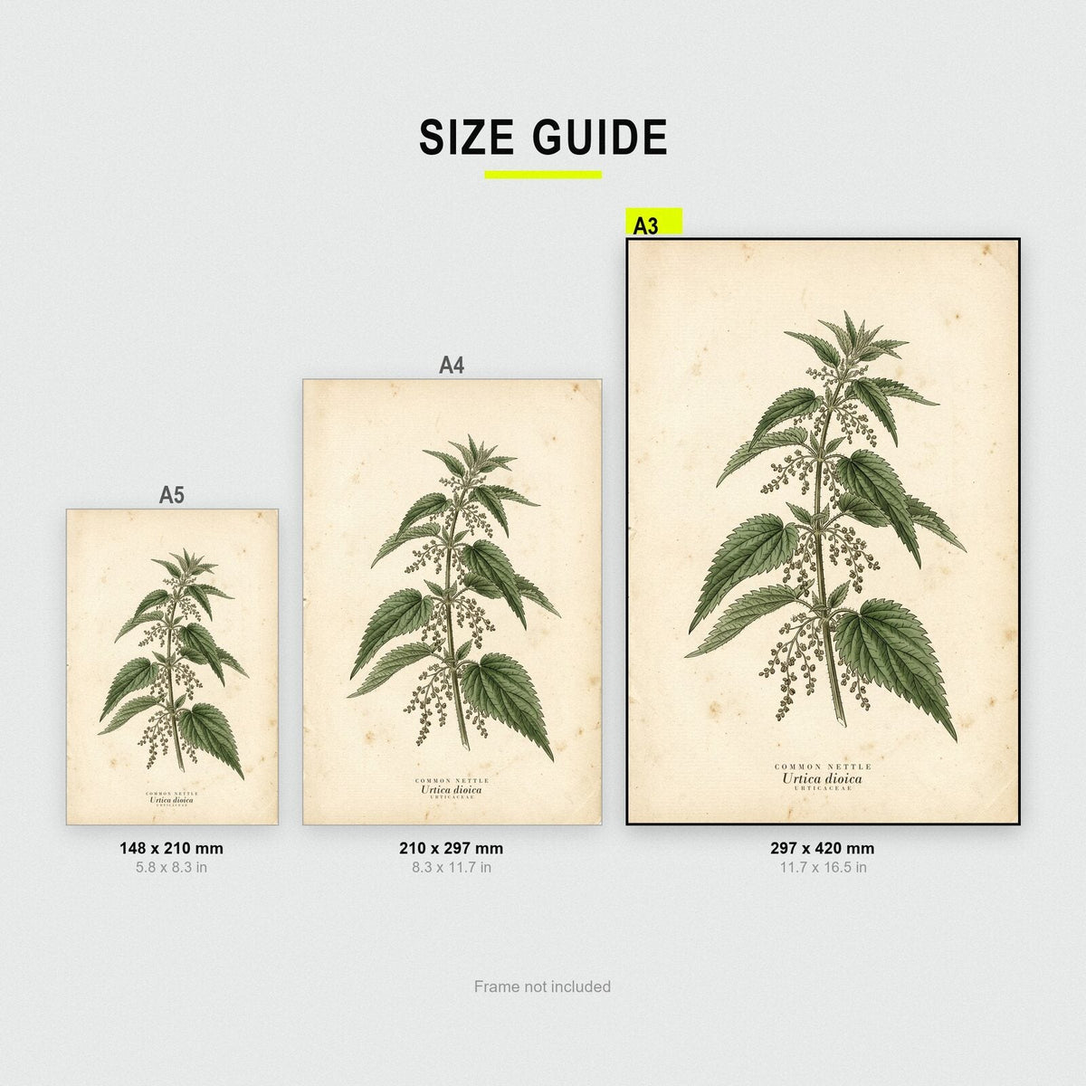 Common Nettle Herbarium Botanical Art Print